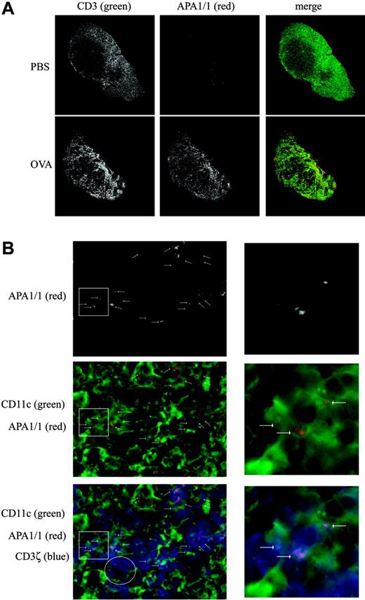 Figure 6. Detection of T cells whose TCR is being engaged by MHCp in vivo. (A) Increased APA1/1 reactivity on encountering the antigen in vivo. Draining lymph nodes from OT-I mice injected subcutaneously with 400 μg OVA or vehicle alone (PBS) were collected 6 hours after injection, fixed, and immunostained with both the anti-CD3 antibody 145-2C11 and APA1/1. Low-power magnification (5 ×) of the whole lymph node is shown. Total MFIs for green and red channels in 3 experiments were 67 318.5 ± 6824 (CD3, PBS), 74 371 ± 1839 (CD3, OVA), 25 011 ± 6237 (APA1/1, PBS), and 74 223 + 9658 (APA1/1, OVA). (B) APA1/1 staining is concentrated at the IS. High-power magnification (100 ×) of the lymph node from OVA-injected mice shown in panel A, illustrating that APA1/1 reactivity concentrates at the T-cell/APC contact sites (arrows). T cells are labeled with anti-CD3ζ in blue, APA1/1 in red, and APCs bearing the CD11c marker (DCs) in green. Higher magnifications of areas rich in APA1/1-positive synapses (white square insets) are shown to the right. The white circle inset denotes a T-cell-rich area (stained with anti-CD3ζ) in which there are no APA1/1-positive synapses. In 81% of the APA1/1+ cells, the APA1/1 epitope was exposed at a T-cell/APC contact site where the APC bears the H-2Kb/OVA complex (n = 199). Although 36% of the lymph node T cells were estimated to express the OT-I TCR by flow cytometry, 21% of the OVA-exposed lymph node T cells were APA1/1 positive (n = 369). Images were acquired with a Zeiss Radiance 2000 microscope using a 63×/1.4 oil Plan-Apochromatic lens.