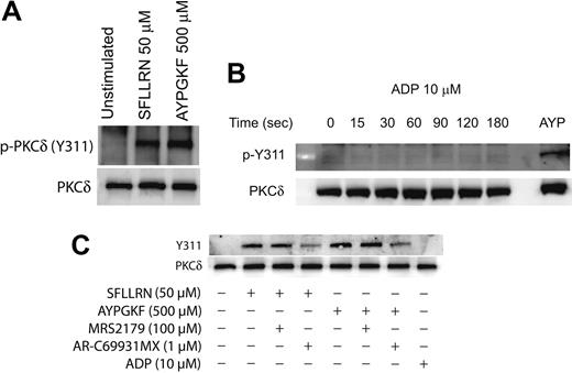 Figure 2. Agonist-mediated phosphorylation of Y311 residue of PKCδ in platelets. Washed and aspirin-treated platelets were stimulated with either SFLLRN or AYPGKF (A), 10 μM ADP (adenosine diphosphate) for different time periods (B), or with PAR agonists in the presence or absence of ADP receptor antagonists (C) at 37°C, and the reaction was stopped by adding the Laemmlli buffer. Stimulation with SFLLRN was for 20 seconds and AYPGKF was for 1 minute. The lysates were analyzed by Western blotting by using an antibody directed against the phosphorylated Y311 residue of PKCδ. Equal lane loading was assured by probing the samples with PKCδ antibody. The Western blot shown is representative of experiments done using platelets from 3 different donors. AYP indicates AYPGKF, 500 μM.