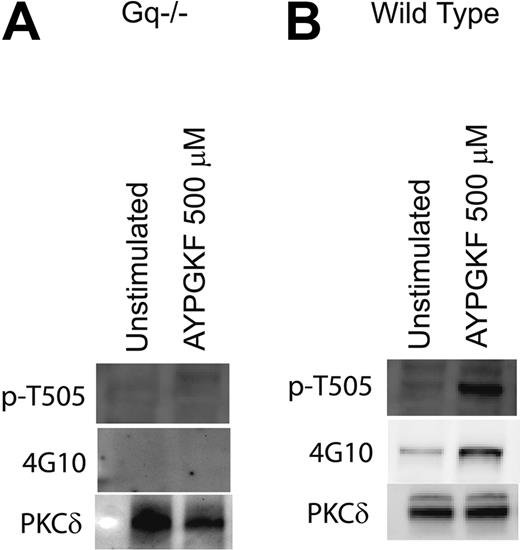 Figure 3. Role of Gαq in tyrosine phosphorylation of PKCδ in platelets. Platelets from mice deficient in the Gαq protein (A) or from wild-type mice (B) were stimulated with AYPGKF (500 μM) at 37°C, and the reaction was stopped by adding the cell lysis buffer. PKCδ was immunoprecipitated as described, and the samples were analyzed for tyrosine and threonine 505 phosphorylation by Western blotting using the monoclonal phosphotyrosine (4G10) and phospho-PKCδ (T505) antibodies, respectively. Equal lane loading was assured by probing the samples with PKCδ antibody. The Western blot shown is representative of experiments done using platelets from 3 different donors.