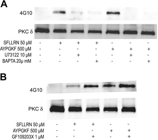 Figure 4. Effect of U73122, dimethyl BAPTA, and GF109203X on the tyrosine phosphorylation of PKCδ. Aspirin-treated and washed human platelets were stimulated with SFLLRN or AYPGKF in the presence or absence of U73122 (10 μM), dimethyl BAPTA (20 μM) (A) or GF109203X (1 μM) (B) at 37°C, and the reaction was stopped by adding 2 × cell lysis buffer. DMSO was used as a vehicle control. Stimulation times for SFLLRN and AYPGKF were 20 and 60 seconds, respectively. Incubation times for U73122, dimethyl BAPTA, and GF109203X were 10, 10, and 5 minutes at 37°C, respectively. PKCδ was immunoprecipitated as described, and the samples were analyzed for tyrosine phosphorylation by Western blotting using the monoclonal phosphotyrosine (4G10) antibody. Equal lane loading was assured by probing the samples with PKCδ antibody. The Western blot shown is representative of experiments done using platelets from 3 different donors.