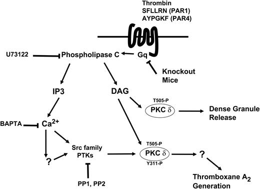 Figure 7. Model depicting the mechanism and the function of tyrosine phosphorylation of PKCδ following PAR stimulation in human platelets. Thrombin acts through PAR1 and PAR4 receptors and causes activation of the Gq/PLC pathways. PLC activation leads to generation of IP3, which mobilizes intracellular calcium. Increase in calcium directly or indirectly leads to increase in Src activity and subsequently tyrosine phosphorylation of PKCδ. DAG leads to phosphorylation of the threonine 505 residues, which is required for the dense granule secretion. Tyrosine phosphorylation of the Y311 residue mediated through the Src family PTKs is required for thromboxane A2 generation downstream of PAR agonists.