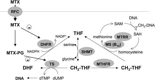 Figure 1. Simplified scheme depicting intracellular metabolism of folates. For clarity reasons, the reaction catalysed by methylenetetrahydrofolate dehydrogenase/methenyltetrahydrofolate cyclohydrolase/formyltetrahydrofolate synthetase (MTHFD1) is not shown; MTHFD1 converts CH2-THF in 3 steps to THF and provides formyl-THF (CHO-THF) for purine synthesis. THF indicates tetrahydrofolate; DHF, dihydrofolate; CH2-THF, methylene-THF; CH3-THF, methyl-THF; SAM, S-adenosylmethionine; SAH, S-adenosylhomocysteine; dTMP, deoxy thymidine monophosphate; dUMP, deoxy uridine monophosphate; TS, thymidylate synthase; MTHFR, methylenetetrahydrofolate reductase; MS, methionine synthase; MTRR, methionine synthase reductase; SHMT, serine-hydroxymethyltransferase; DHFR, dihydrofolate reductase; RFC, reduced folate carrier; MTX-PG, methotrexate-polyglutamate; and NADP, nicotinamide adenine dinucleotide.