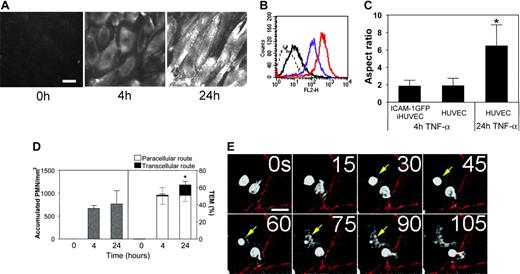 Figure 1. HUVECs expressing high levels of ICAM-1 support PMN transcellular TEM. (A) Fluorescent micrographs of live HUVEC monolayers treated with media containing TNF-α for 4 hours or 24 hours or media alone (0 hours), as indicated, and then stained with the nonfunction-blocking ICAM-1 mAb CL23.4 conjugated with Alexa 488. The images were captured using identical settings and were processed identically as detailed in “Materials and methods” to create the images shown. Bar, 20 μm, × 40 objective, 0.75 NA. (B) The surface expression of ICAM-1 on 4-hour (purple line) or 24-hour (red line) TNF-α-activated HUVECs was assessed by indirect immunofluorescence staining and flow cytometry as previously described.37 Dashed line indicates nonbinding mAb; solid black line, media alone (0 hours after TNF-α treatment). (C) Confluent primary HUVECs or ICAM-1GFP iHUVECs were treated with TNF-α for 4 hours or 24 hours, as indicated. Endothelial cell monolayers were stained with Alexa 568-conjugated anti-VE-cadherin mAb (Alexa568/hec-1) to identify cell-cell lateral junctions.13 The aspect ratio (length to width) was determined by measuring the maximal length and width of the cell outlined by VE-cadherin staining. *P ≤ .05. (D) PMNs (5 × 105/mL) in flow buffer (DPBS plus 0.1% HSA) were drawn across control, 4- or 24-hour TNF-α-activated HUVEC monolayers that had been stained with fluorescently labeled VE-cadherin mAb as described in “Materials and methods.” PMN accumulation and location of TEM were determined as follows: sequential DIC and corresponding VE-cadherin red fluorescence images were overlaid in register to create a time-lapse movie using MetaMorph software. The VE-cadherin fluorescence identified the endothelial cell-cell junctions. Neutrophils that arrested or transmigrated at locations greater than 5 μm from cell-cell junctions, as identified by VE-cadherin staining, were considered nonjunctional events. n = 6 from 3 independent experiments. *P < .05. The black and gray error bars correspond to paracellular and transcellular route, respectively. All data are mean ± SD. (E) Sequential images recorded by live-cell imaging under high power (× 40 objective), depict a PMN (arrow) that arrested and then transmigrated at a nonjunctional site on 24-hour TNF-α-activated HUVECs. No change in VE-cadherin staining was observed during TEM of this PMN. Bar, 10 μm.