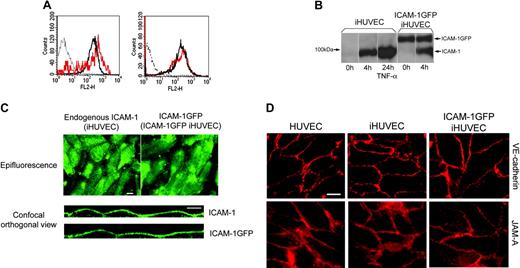 Figure 2. Characterization of ICAM-1GFP iHUVECs. (A) Surface expression of ICAM-1 on 4-hour TNF-α-activated ICAM-1GFP iHUVECs (red lines) was assessed by indirect immunofluorescence staining and flow cytometry and compared with that of 4-hour (left) and 24-hour TNF-α-activated iHUVECs (right; black solid line). Dotted line indicates nonbinding mAb. (B) iHUVECs or ICAM-1GFP iHUVECs were treated with TNF-α for 4 hours or 24 hours or media alone (0 hours), as indicated. Expression of endogenous ICAM-1 and ICAM-1GFP was determined by immunoprecipitation of biotinylated ICAM-1 on cell surface, as described in “Materials and methods.” (C) Surface distribution pattern of ICAM-1 on 4-hour TNF-α-activated iHUVECs and ICAM-1GFP iHUVECs was detected by live-cell epifluorescence microscopy (× 40 objective; top) and confocal microscopy (× 60 objective; bottom) as described in “Materials and methods.” Orthogonal views of endothelium were reproduced from serial z-sections horizontally scanned using confocal microscopy (0.5-μm increments) and manipulated with Lasersharp 2000 V4.3. To visualize ICAM-1, live iHUVECs were stimulated with TNF-α for 4 hours and incubated with Alexa 488-labeled anti-ICAM-1 mAb CL23.4, washed, and observed by confocal microscopy. ICAM-1GFP on 4-hour TNF-α-activated ICAM-1GFP iHUVECs was detected by GFP signal (not Alexa 488 anti-ICAM-1 mAb). (D) Live confluent HUVECs, iHUVECs, and ICAM-1GFP iHUVECs were stained with Alexa 568-labeled anti-JAM-A mAb 1H2A9 or anti-VE-cadherin TEA1/31. Images were obtained by the live-cell epifluorescence imaging as detailed in “Materials and methods.”