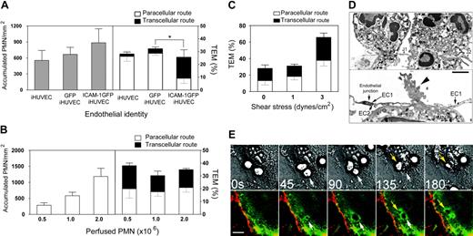 Figure 3. Enhanced ICAM-1 expression in HUVECs directs transcellular TEM. (A) PMN accumulation and TEM on 4-hour TNF-α-activated iHUVECs, GFP iHUVECs, or ICAM-1GFP iHUVECs were assessed as described in “Materials and methods” and Figure 1D legend. (B) Increasing numbers of PMNs (as indicated) were perfused across HUVEC monolayers under lower shear stress (1 dyne/cm2). Accumulation of PMNs (left) and the route of TEM (right) were determined. (C) PMNs (106/mL) were perfused across HUVEC monolayers at the estimated shear stress indicated. The route of TEM (right) was determined as in “Materials and methods.” n = 3 experiments. (D) Electron microscopy of PMNs undergoing transcellular TEM of 4-hour TNF-α-activated ICAM-1GFP iHUVECs under static conditions. In the top panel, 2 PMNs have extended granule-containing and, in one case, nuclear-lobe-containing cell processes, completely through the endothelial cell thickness from their apical to basilar surfaces. These endothelial cell holes are bound by endothelial cell plasma membranes and are located fewer then 5 μm (the cutoff used to group migrating cells in the “junctional route” category) from adjacent closed junctions (J1 and J2) and apposed lateral borders (arrows) of individual endothelial cells in the HUVEC monolayer. In lower panel, another PMN is nearly completely beneath the HUVEC layer after passing through an endothelial cell hole fewer than 5 μm from the adjacent closed junction (arrow) between 2 endothelial cells (EC1 and EC2). An organelle-free, actin-rich, cellular process (arrowhead) still spans the endothelial cell hole. Magnification top, × 18 000; lower, × 20 500. Bar, 1 μm. (E) Live-cell imaging of ICAM-1 GFP iHUVEC monolayers was performed as detailed35 to monitor redistribution of ICAM-1 during PMN transcellular TEM under shear flow (1 dyne/cm2). Arrows identify 2 PMNs that undergo transcellular TEM (see Video S2). Bars, 20 μm. *P < .05.