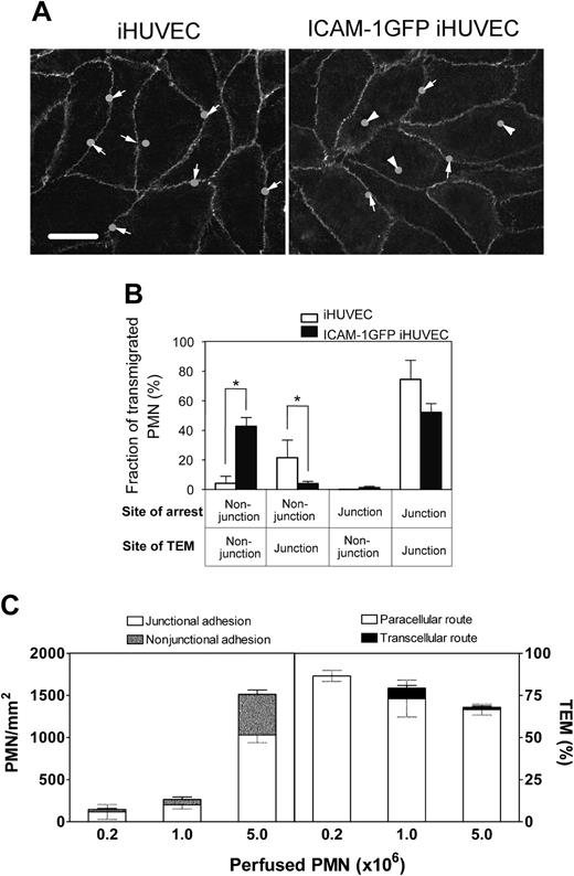 Figure 4. The location of PMN adhesion and subsequent transmigration on ICAM-1GFP iHUVEC monolayers. (A) The initial adhesion sites of PMNs and the sites of TEM were determined from review of individual images using ImageJ, and these positions were overlaid onto the VE-cadherin staining pattern graph obtained prior to introduction of PMNs into the chamber. Bar, 20 μm. (B) The transmigrated PMNs were grouped according to their sites of initial arrest and TEM at junction or nonjunction (> 5 μm from any junction). The fraction of PMNs in each group was calculated. *P < .05. The black and gray error bars correspond to paracellular and transcellular routes, respectively. (C) Increasing numbers of PMNs (as indicated) were drawn across 4-hour TNF-α iHUVEC monolayers at 0.5 dyne/cm2. Initial location of arrested PMNs (left) and the route of TEM (right) were determined as detailed in “Materials and methods.”