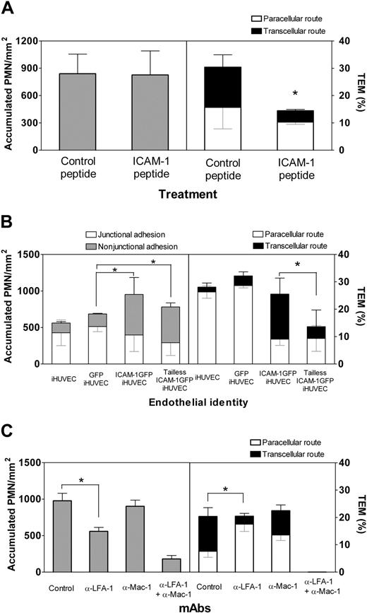 Figure 5. Transcellular TEM requires intact ICAM-1. (A) ICAM-1GFP iHUVECs were incubated with penatratin-ICAM-1 peptide or control penetratin peptide (100 μg/mL, 2 hours). PMN accumulation and the route of TEM were assessed at 1 dyne/cm2 as described in Figure 1D legend. (B) Initial location of PMN adhesion and TEM at 1 dyne/cm2 were assessed for iHUVECs, GFP iHUVECs, ICAM-1GFP iHUVECs, and tailless ICAM-1GFP iHUVECs. (C) PMN accumulation and TEM were assessed for the 4-hour TNF-α-stimulated endothelial monolayers after preincubation of PMNs with function-blocking mAb to LFA-1 (TS 1/22) or Mac-1 (mAb 44), or both. A second mAb to Mac-1 (LPM19c, data not shown) gave similar results. *P < .05.