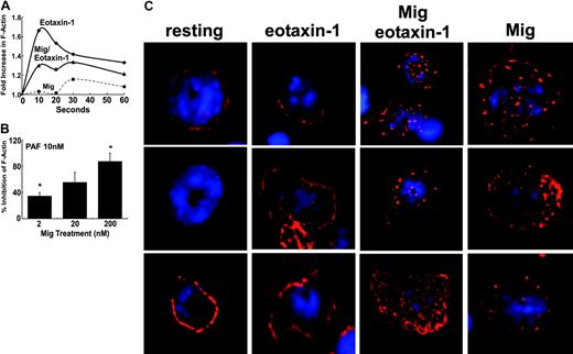 Figure 2. Mig inhibits agonist-induced actin polymerization. (A) Eosinophils were treated with 10 nM eotaxin-1 (♦), 40 nM Mig (▪ and dashed line), or 40 nM Mig and 10 nM eotaxin-1 (▴) for the indicated period of time. Cells were fixed and stained with NBD-phallacidin. Relative F-actin content is expressed as the ratio of the mean channel fluorescence between eotaxin- and media alone–stimulated cells. A representative experiment is shown (n = 3). (B) Mean (± SD) percent inhibition of 10 nM PAF-induced F-actin polymerization in eosinophils in the presence of 2 to 200 nM Mig (n = 3 experiments). The analysis was performed following 10 seconds of chemokine exposure. *P < .05. (C) Actin localization was determined by fluorescence microscopy. Cells were fixed and stained with rhodamine-labeled phalloidin after stimulation for 10 seconds with buffer alone (resting), eotaxin-1 (10 nM), Mig (200 nM), or eotaxin-1 and Mig. Images were acquired with a fluorescence microscope equipped with a deconvolution system driven by Openlab software. Results are representative of 4 experiments.