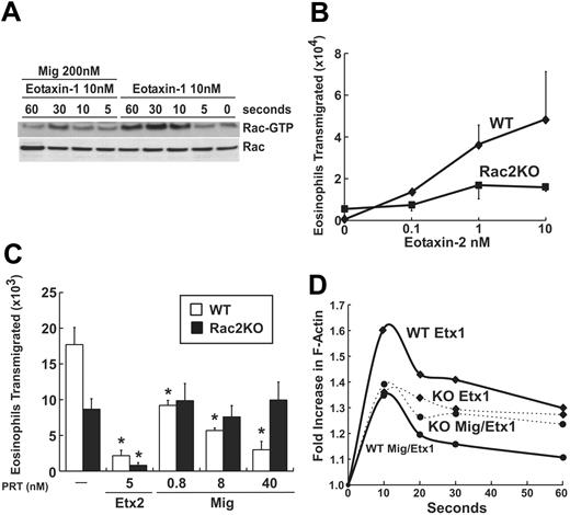 Figure 3. Mig inhibits agonist-induced Rac activation and Rac2 is required for Mig's inhibitory activity. (A) Eosinophil lysates were used for affinity precipitation with 5 μg PAK-PBD for 60 minutes at 4°C. Active Rac-GTP precipitated by PAK-PBD was separated on SDS-PAGE, transferred to nitrocellulose membrane, and blotted for pan-Rac, followed by enhanced chemiluminescence (ECL) detection. In the bottom panel, aliquots of lysates were immunoblotted and probed for Rac to confirm equal protein expression. Representative blots are shown (n = 3). (B) Wild-type (WT, ♦) and Rac2-deficient (▪; KO indicates knock out) eosinophil transmigration toward eotaxin-2 is shown. Data represent mean ± SD of eosinophils that migrated toward eotaxin-2 (0-10 nM). A representative experiment is shown (n = 3). P = .03 between wild-type and Rac2–/– at 1 and 10 nM based on paired Student t test. (C) Wild-type (□) and Rac2-deficient (▪) eosinophil transmigration toward eotaxin-2 is shown following pretreatment with buffer, eotaxin-2 (Etx2; 5 nM), or Mig (0.8-40 nM). Data represent mean ± SD of eosinophils that migrated toward eotaxin-2 (1 nM). A representative experiment is shown (n = 3). *P < .05 when compared with pretreatment of buffer alone. (D) Wild-type (solid lines) or Rac2-deficient (dashed lines) eosinophils were treated with 12 nM eotaxin-1 (♦), or 40 nM Mig and 12 nM eotaxin-1 (•) for the indicated period of time. Cells were fixed and stained with NBD-phallacidin. Relative F-actin content is expressed as the ratio of the mean channel fluorescence between eotaxin- and media alone–stimulated cells.