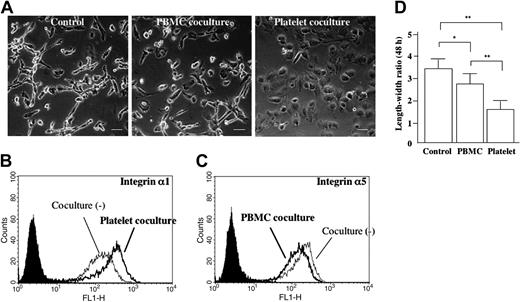 Figure 5. Long-term coculturing with platelets induces EVT transformation. Human EVTs isolated at 6 weeks of gestation were cultured for 48 hours in the presence of human PBMCs or platelets that were plated in the collagen type I–coated upper chamber (A). Scale bars indicate 50 μm. Original magnification × 240. At the end of the coculture, EVTs were trypsinized and the cell surface expression of integrin α1 (B) and integrin α5 (C) was examined by flow cytometry. The EVTs became round (A, right), and their integrin α1 expression was enhanced in the presence of platelets (B). The filled curves are control mAb. These morphologic changes were also confirmed by length-width ratio (D). *P < .05; **P < .01.