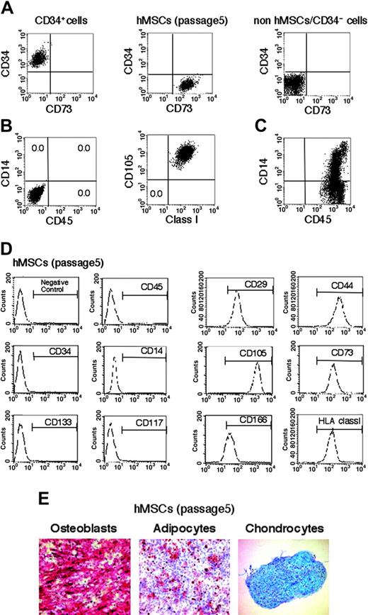 Figure 1. Characterization of bone marrow-derived hMSCs, CD34+ cells, or non-hMSCs/CD34- cells. (A) FACS profiles of hMSCs, CD34+ cells, or non-hMSCs/CD34- cells stained with CD73 (PE-conjugated mAbs) and CD34 (FITC-conjugated mAbs). (B) Expression of surface antigens on hMSCs. (Left) The x-axis indicates CD45 expression labeled with FITC-conjugated mAbs; the y-axis indicates CD14 expression labeled with PE-conjugated mAbs. (Right) The x-axis indicates HLA class I expression labeled with PE-conjugated mAbs; the y-axis indicates CD105 expression labeled with FITC-conjugated mAbs. Numbers indicate the percentage of cells in each quadrant. (C) Expression of surface antigens on non-hMSCs/CD34- cells. The x-axis indicates CD45 expression labeled with FITC-conjugated mAbs; the y-axis indicates CD14 expression labeled with PE-conjugated mAbs. Cells were gated based on forward and side light scatter to exclude debris. Positivity for a surface antigen was defined using the isotype control monoclonal antibody. (D) Immunophenotype of hMSCs. Cells were harvested at passage 5, labeled with the antibodies specific for the indicated human surface antigens or negative controls, and analyzed by flow cytometry. Bar indicates positive reactivity with the indicated antigens. (E) hMSCs at passage 5 are induced to differentiate into osteoblasts and stain positive for alkaline phosphatase. Under adipogenic conditions, hMSCs differentiate into adipocytes, which are positively stained by Oil-Red staining. Under chondrogenic conditions, hMSCs differentiate into chrondrocyte-like cells and stained positively by Alcian blue. Original magnification, × 100. The results shown are representative of 2 experiments that had similar results.