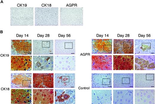 Figure 4. Immunohistochemical staining patterns for CK19, CK18, and AGPR in the multiple AA-treated rat liver receiving hMSC transplantation. Rats were treated with multiple AA and hMSCs were transplanted into the rat by means of direct injection into their liver. (A) Sections of injured rat liver (day 28) from a rat that did not receive a transplant were not stained at all with antibodies specific for human CK19, CK18, and AGPR. (B) Serial cryosections obtained from the samples as shown in Figure 2C were immunostained using monoclonal antibodies specific for human CK19 (i-vi), CK18 (vii-xii), and AGPR (xii-xviii). Panels Biv-vi, x-xii, xvi-xviii, and xxii-xxiv are magnified images of corresponding squared areas of panels Bi-iii, vii-ix, xiii-xv, and xix-xxi, respectively. Similar results were obtained in 2 independent experiments. Scale bars represent 20 μm. Original magnifications: × 100 (A); × 200 (Bi-iii, vii-ix, xiii-xv, and xix-xxi); and × 400 (Biv-vi, x-xii, xvi-xviii, and xxii-xxiv).