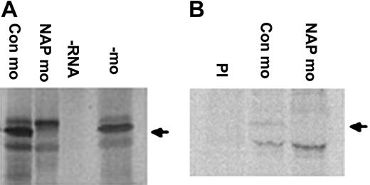 Figure 1. xNAP1L morpholino oligonucleotide blocks translation of xNAP1L RNA in vitro and in vivo. (A) Rabbit reticulocyte lysate was programmed with xNAP1L mRNA in the absence of MO (–mo) and in the presence of xNAP1L MO (NAP mo) and control MO (Con mo, the inverted NAP sequence); 35S-methionine–labeled proteins were separated by SDS-PAGE and visualized by autoradiography. No translation occurred in the absence of added RNA (–RNA). (B) To detect the effect of xNAP1L MO on xNAP1L protein levels in vivo, embryos were injected with 35S-methionine and xNAP1L mRNA (100 pg) to increase endogenous levels of the protein to detectable levels and either xNAP1L MO or control MO (12 ng). After immunoprecipitation with an xNAP1L polyclonal antibody, the radiolabeled zygotic protein was detected using a phosphorimager. To confirm the specificity of the antibody, an immunoprecipitation with preimmune serum (PI) was performed. The position of xNAP1L protein is shown by an arrow.