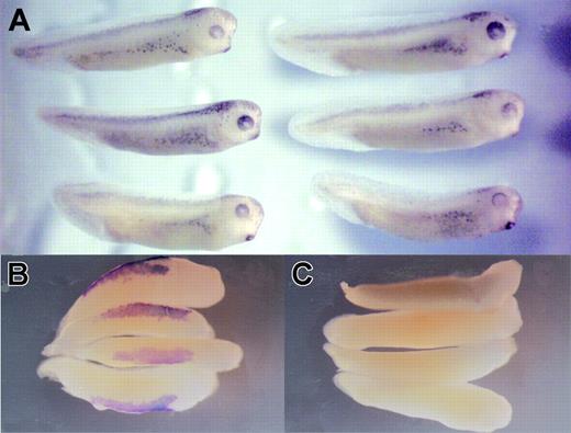 Figure 2. xNAP1L-depleted embryos are morphologically normal but lack globin expression. Eggs from a single female Xenopus were injected with xNAP1L MO or control MO (12 ng) and allowed to develop to stage 33. xNAP1L MO–injected embryos (A, right) do not differ morphologically from control MO–injected embryos (A, left). αT4-globin mRNA was detected by in situ hybridization38 in control embryos (B, ventral view) but not in xNAP1L MO–injected embryos (C, ventral view).