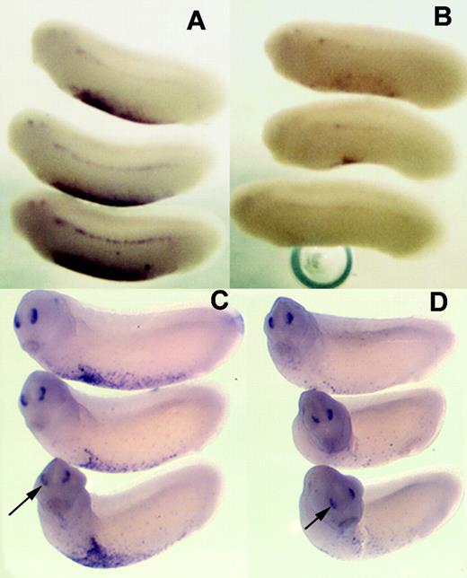 Figure 3. SCL and Xaml mRNA levels are reduced in xNAP1L MO–injected embryos. Eggs from a single female Xenopus were injected with xNAP1L MO or control MO (12 ng) and allowed to develop to stage 26. In situ hybridization of these embryos shows normal levels of SCL mRNA in the VBIs of control MO–injected embryos (A) and greatly reduced levels in embryos injected with xNAP1L MO (B). Similarly, Xaml expression in the VBI is not affected by control MO (C) but is reduced by injection of xNAP1L MO (D). Xaml mRNA in the nasal placodes is unaffected by xNAP1L MO injection (arrows in C-D).