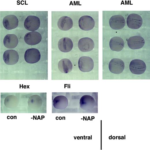 Figure 4. xNAP1L depletion causes reduction of blood but not endothelial marker expression in stage-17 embryos. In all panels, control MO–injected embryos are on the left and xNAP1L MO–injected embryos, on the right. Embryos were injected with 12 ng of the appropriate MO at the single-cell stage and allowed to develop to stage 17 when they were fixed and marker-gene expression was analyzed by in situ hybridization of SCL, Xaml, xHex, or Fli1. Ventral views of embryos show expression in the precursors of the VBI, and Xaml expression in neurons is shown in the dorsal view.