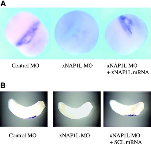 Figure 6. Rescue of hematopoietic-marker expression. Sets of embryos were injected with either the control or xNAP1L MO (12 ng). Depleted embryos were subsequently injected at the 4-cell stage with 50 pg synthetic mRNA encoding SCL into the marginal zone or at the 8-cell stage into all 4 animal blastomeres with 25 pg synthetic mRNA encoding xNAP1L. The embryos injected with xNAP1L mRNA were allowed to develop until stage 18 and were then fixed and analyzed for SCL mRNA by in situ hybridization (A). The embryos injected with SCL mRNA were allowed to develop until stage 30 and then were fixed and analyzed for α-globin mRNA by in situ hybridization (B).