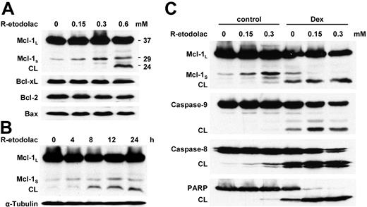 Figure 5. Low doses of R-etodolac induce up-regulation of Mcl-1s and Dex-induced apoptosis in MM cells. (A) MM.1S cells were cultured with R-etodolac at the indicated doses for 24 hours. (B) MM.1S cells were cultured with R-etodolac (0.6 mM) for the indicated times. (C) MM.1S cells were cultured for 24 hours with control media or 1.0 μM Dex, in the presence or absence of R-etodolac (0.15 or 0.3 mM). Total cell lysates were subjected to Western blotting using anti-caspase-8, -caspase-9, -PARP, -Bax, -Bcl-2, -Bcl-xL, -Mcl-1, and -α-tubulin Abs.
