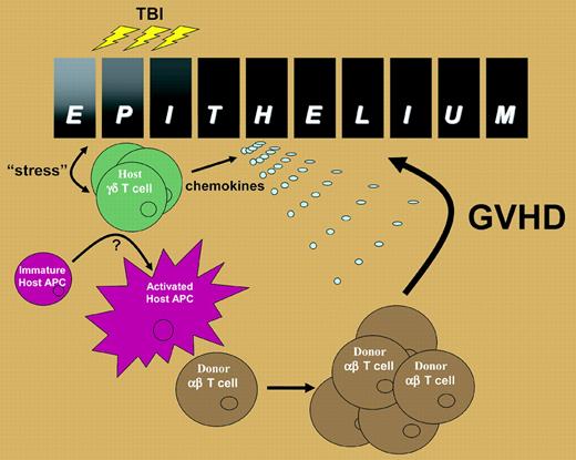 Proposed role of host γδ T cells in the induction of GVHD. Epithelia within the skin and intestinal tract produce “stress” proteins in response to the inflammation associated with total body irradiation that is recognized by resident γδ T cells. The γδ T cells activate host APC trafficking through the tissue and also secrete chemokines such as macrophage inflammatory protein-1 α (MIP1α), MIP1β, and RANTES (regulated on activation, normal T cells expressed and secreted). The activated host APCs then migrate to the regional lymph nodes and stimulate alloreactive αβ T cells, which are subsequently attracted to the site of epithelial injury, perhaps by γδ T-cell–derived chemokines, where they induce GVHD in the target organ.