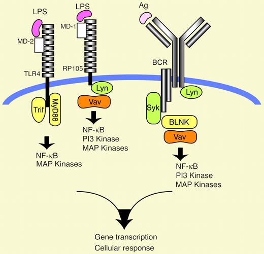 How Vav is activated in RP105 signaling is unclear, but the scenario that Lyn phosphorylates Vav, thereby enhancing its GEF activity, could be envisaged by the following: (1) activation of Lyn by RP105 stimulation; and (2) similar downstream defects in RP105 signaling between Lyn–/– and Vav1–/–Vav2–/– B cells. 5