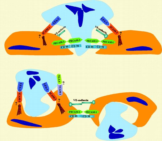 Role of ICAM-1 in regulating both paracellular and transcellular pathways of neutrophil TEM.