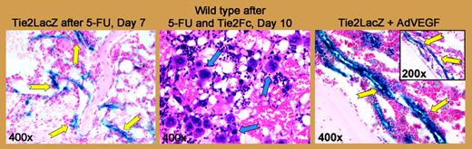 Vascular Tie2 expression is increased in a time-dependent manner after myelosuppression. See the complete figure in the article beginning on page 505.