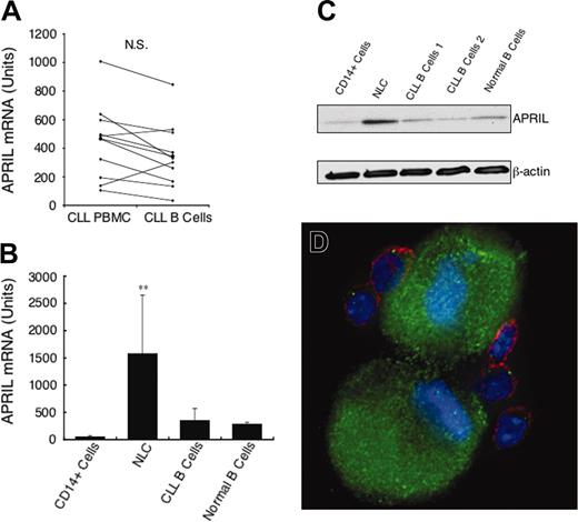 Figure 2. Expression of APRIL mRNA and protein. (A) Quantitative real-time RT-PCR was performed on RNA samples isolated from the blood mononuclear cells of patients with CLL before (left) and after (right) depletion of CD2+ and CD14+ cells. The lines connect the preisolation and postisolation levels of APRIL mRNA in each sample. The amount of APRIL mRNA detected is indicated in arbitrary units. The amount of APRIL mRNA detected in an equivalent number of U937 cells is 30 units (data not shown). (B) Quantitative real-time RT-PCR measurement of the average amount of APRIL mRNA detected in CD14+ cells (n = 4), NLCs (n = 11), purified CLL B cells (n = 11), or isolated CD19+ blood B cells of healthy donors (n = 3), as indicated at the bottom of the histogram, ± SD (**the mean level of APRIL mRNA detected in NLCs was significantly greater than that found in isolated CLL B cells, P < .01). (C) Representative immunoblot data showing the expression of APRIL by NLCs, CD14+ blood mononuclear cells, CLL B cells, or isolated CD19+ blood B cells of healthy donors. Whole cell lysates were prepared as described in “Materials and methods.” The protein content was normalized to 20 μg and subjected to immunoblot analysis with antibodies specific for APRIL or β-actin using ECL-based detection. (D) An immunofluorescence picture of NLCs and CLL cells stained with phycoerythrin-labeled anti-CD19 mAb (red) and goat IgG anti-APRIL polyclonal antibody that was detected using a fluorescein-labeled anti–goat IgG (green). The nuclei are labeled blue with Hoechst 33342.