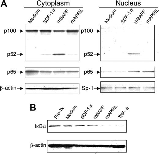 Figure 5. Activation of NF-κB in CLL B cells by rhBAFF or rhAPRIL. (A) Processing of p100 and nuclear translocation of p52 or p65. CLL B cells were cultured with or without SDF-1α (500 ng/mL), rhBAFF (50 ng/mL), and rhAPRIL (500 ng/mL) for 24 hours. Cytoplasmic and nuclear extracts were prepared as described in “Materials and methods” for immunoblot analysis with anti-p100 or anti-p65 antibodies as indicated on the left side of each panel. The agent used to treat the CLL cells is indicated at the top of each panel under the label indicating whether the extract was derived from cytoplasmic (left panel) or nuclear (right panel) cell fractions. We evaluated for equal loading in each lane by stripping the blot and probing it again with antibodies specific for β-actin (for cytoplasmic extracts) or SP-1 (for nuclear extracts), as indicated on the left side of each panel. (B) Degradation of IκBα. Extracts of CLL cells were prepared for immunoblot analysis prior to treatment (Pre-Tx) or after a 30-minute incubation with culture medium alone (Medium) or medium supplemented with SDF-1α (500 ng/mL), rhBAFF (50 ng/mL), rhAPRIL (500 ng/mL), or TNFα (50 ng/mL), as indicated at the top of each lane. The immunoblot was probed with antibodies specific for IκBα (top blot). We evaluated for equal loading in each lane by stripping the blot and probing it again with antibodies specific for β-actin (bottom blot).