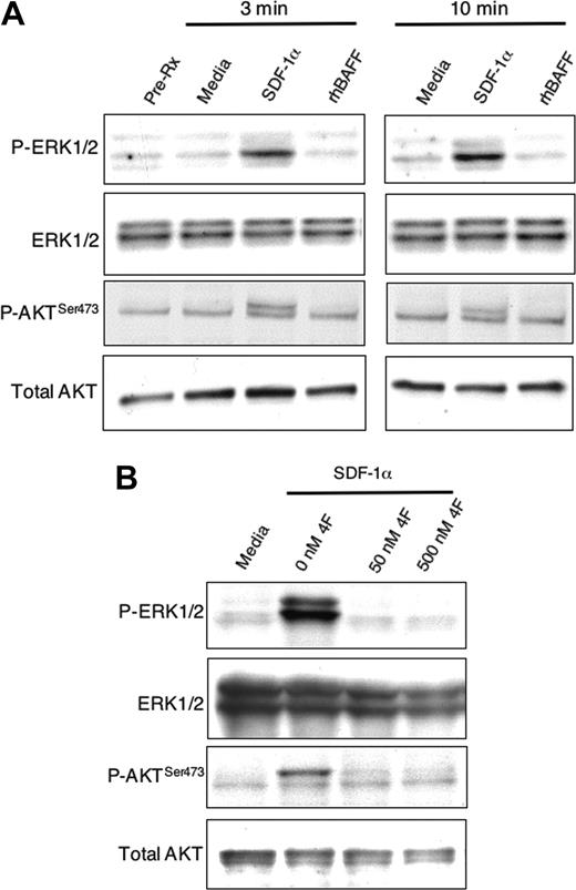 Figure 6. Activation of MAPK (ERK1/2) and AKT in CLL cells. (A) CLL B cells were cultured for 3 or 10 minutes with SDF-1α (200 ng/mL), rhBAFF (50 ng/mL), or media, as indicated above the sample lanes. Cell lysates were prepared and analyzed by immunoblot using antibodies specific for phosphorylated ERK1/2 (P-ERK1/2), ERK1/2, phosphorylated AKT (P-AKTSer473), or AKT, as indicated on the left margin. Equal loading in the lanes was evaluated by stripping the blot and probing again with anti-ERK1/2 and an anti-AKT antibody. Five different CLL B cells gave similar results. (B) The CLL cells were stimulated for 3 minutes with either media (far left lane) or SDF-1α (200 ng/mL) (right 3 lanes). For samples treated with SDF-1α we included the CXCR4 antagonist 4F-benzoyl-TE1401120 (4F) at 0 nM, 50 nM, or 500 nM. The samples were analyzed and the results presented as noted in panel A.