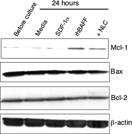 Figure 7. Expression of Mcl-1 in CLL B cells by immunoblot analysis. Representative immunoblot data showing up-regulation of Mcl-1 by NLCs or rhBAFF. CLL B cells were cultured with or without NLCs or with SDF-1α (500 ng/mL) or rhBAFF (50 ng/mL) for 24 hours. Whole cell lysates were then prepared. The protein content was normalized to 12.5 μg and analyzed by immunoblot analysis with antibodies specific for Mcl-1, Bax, Bcl-2, or β-actin using ECL-based detection.