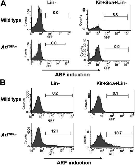 Figure 1. Expression analysis of the Arf/GFP allele in freshly isolated and cultured murine BM cells. (A) Freshly isolated BM cells were stained with c-kit1-allophycocyanin (APC), Sca1-PE, and a mixture of FITC-conjugated antibodies against mature lineage markers (CD4, CD8, B220, Gr1, and Mac1). The top row shows analysis of BM cells from wild-type BL6 mice and the bottom row from ArfGFP/+ mice. The left column shows GFP expression in a gated Lin– fraction and the right from cells gated on the Lin–c-kit+Sca1+ phenotype. (B) After 12 days of culture, BM cells from ArfGFP/+ mice were stained with c-kit-APC, Sca1-PE, and Lin-FITC antibody cocktail. The top row shows analysis of BM cells from wild-type BL6 mice and the bottom row from ArfGFP/+ mice. As before, Lin– and c-kit+Sca1+Lin– (KSL) cells were gated and analyzed. Positions of gates and percentage of gated cells are shown.