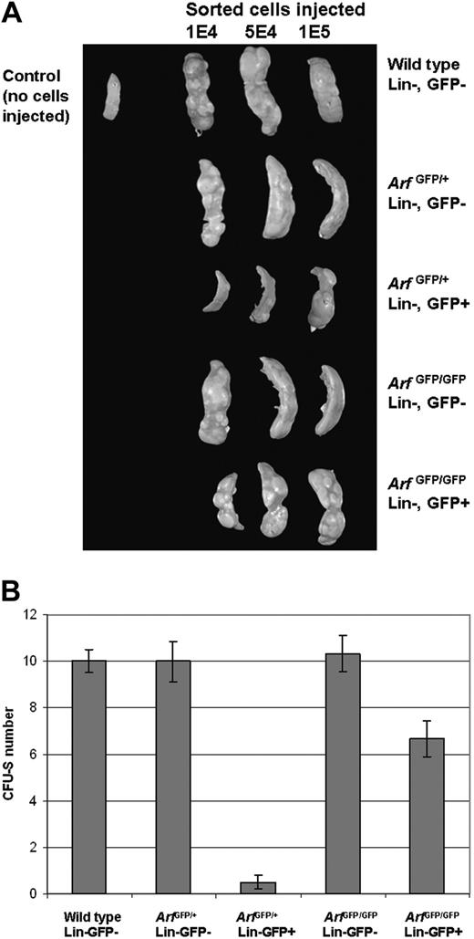 Figure 2. Arf-expressing cells have decreased CFU-S activity. (A) After 10 days of culture, BM cells from wild-type, ArfGFP/+, and ArfGFP/GFP mice were stained with Lin-PE antibody cocktail and sorted for Lin–, GFP+, and GFP– fractions. Sorted cells were transplanted into sublethally irradiated mice at different doses. Spleens were harvested 13 days later, stained with Bouin solution, and CFU-S colonies counted and photographed. Error bars indicate standard deviation. (B) Analysis of number of CFU-S colonies formed after injection of 1 × 104 sorted cells as described in panel A. Number of CFU-S colonies represent an average of 3 to 4 spleens.