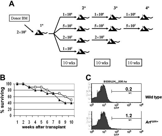 Figure 4. Serial transplantation experiments with Arf–/– BM. (A) Experimental design for serial transplantation experiments. Primary recipients received 2 × 105 cells of either BL6, Arf–/–, 129/BL6, or Ink4a-Arf–/– BM cells. After 10 weeks, these primary recipients served as transplant donors for secondary recipients. Four groups of secondary recipients were given transplants at the indicated cell doses. Each group of recipients consisted of 5 to 10 animals. For subsequent transplantation cycles, the tertiary and quaternary recipients received the same dose of cells as was used for the donor, as shown in the numbers above the arrows. (B) Survival of secondary recipients of transplants with 1 × 105 BM cells either from Arf–/– BM cells (▴) or from wild-type control cells (□). (C) Analysis of ArfGFP/+ allele expression after transplantation. Primary recipients received 2 × 105 cells of either BL6 wild-type or ArfGFP/+ BM cells. During the reconstitution phase of the transplantation (1.5, 2.5, and 3.5 weeks after transplantation), BM was harvested, stained with c-kit-APC, Sca1-PE, and Lin-APC-cyanine 7 (Cy7) antibody cocktail, and analyzed by flow cytometry for GFP expression in different subpopulations, including the KSL fraction. Shown is a representative graph of GFP levels in KSL fraction 2.5 weeks after transplantation; the 1.5- and 3.5-week time points also indicated absence of the GFP expression in KSL or other subfractions. Gates for GFP-positive cells and percentage of gates cells are shown.
