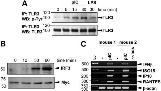 Figure 3. Poly(I:C) stimulation induces TLR3 phosphorylation, translocation of IRF3 into the nucleus, and increased expression of primary response genes (IFNβ, ISG15, IP10, RANTES) in BMMCs. BMMCs were stimulated with 10 μg/mL poly(I:C) for different time intervals as indicated. (A) TLR3 protein was precipitated from protein lysates of activated BMMCs using anti-TLR3 antibodies and subjected to 10% SDS-PAGE. Blots were analyzed by anti–p-Tyr antibodies (top blot). To prove that equal amounts of TLR3 protein were loaded in each sample, blots were stripped and reprobed with anti-TLR3 antibodies (bottom blot). Stimulation of BMMCs with 100 ng/mL LPS was used as negative control. Position of TLR3 is indicated on the right, and molecular mass is indicated on the left. IP indicates immunoprecipitation; WB, Western blotting. (B) Nuclear extracts from BMMCs were analyzed in 10% SDS-PAGE with anti-IRF3 antibodies (top blot). For loading control, expression of Myc protein was detected on the same membrane after stripping (bottom blot). (C) BMMCs generated from 2 mice were stimulated with 10 μg/mL poly(I:C) for 1 hour. Total RNA was extracted from cells, reverse transcribed, and subjected to PCR amplification using specific primers for IFN-β, ISG15, IP10, and RANTES as indicated. The amount of cDNA was equalized by PCR amplification of β-actin. A mock PCR (no DNA) was included as a negative control. The data represent 3 separate experiments with comparable results.