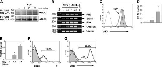 Figure 5. Stimulation of MCs with NDV induces TLR3 phosphorylation, c-Kit down-regulation, chemokine production, and up-regulation of costimulatory molecules. Stimulation of BMMCs with NDV (2.4 HA/mL) for indicated time points leads to TLR3 phosphorylation (A). TLR3 protein was precipitated from protein lysates and subjected to 10% SDS-PAGE. Blots were analyzed by anti–p-Tyr antibodies (top blot). To prove that equal amounts of TLR3 protein were loaded in each sample, blots were stripped and reprobed with anti-TLR3 antibodies (bottom blot). Position of TLR3 is indicated on the right, and molecular mass is indicated on the left. (B) Transcription of primary response genes in BMMCs is induced after stimulation with NDV. BMMCs were stimulated with NDV for 1 hour in concentrations as indicated. Total RNA was extracted from cells, reverse transcribed, and subjected to PCR amplification using specific primers for IFN-β, ISG15, IP10, and RANTES. The amount of cDNA was equalized by PCR amplification of β-actin. A mock PCR (no DNA) was included as a negative control. The data are representative from 2 separate experiments with comparable results. (C) Stimulation of BMMCs with NDV (2.4 HA/mL) for 24 hours leads to down-regulation of c-Kit expression (open histogram) compared to unstimulated control (gray shaded histogram). Dotted histogram shows staining with isotype-matched control antibodies. Results are representative of 4 independent experiments. Productions of MIP-1β (D) and RANTES (E) were analyzed in supernatants of BMMCs in response to virus infection. BMMCs were stimulated with NDV in concentrations as indicated for 48 hours, supernatants were collected, and concentrations of MIP-1β and RANTES were measured by ELISA. NDV infection significantly increased the production of RANTES (▦) as compared with controls (□; *P < .05; **P < .001). BMMCs were generated from 3 individual mice. Production of chemokines was analyzed in 2 independent experiments; data from one experiment are shown. Stimulation of PMCs with NDV (2.4 HA/mL) for 16 hours led to up-regulation of CD28 (F) and CD80 expression (G). Expression levels were analyzed on gated c-Kit+, S/T2+ double-positive cells. Gray shaded histograms show staining with isotype-matched control antibodies. Results are representative of 2 independent experiments. PMCs isolated from 3 to 4 individual mice were analyzed in each experiment.