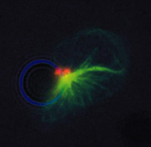 Figure 1. Polarization of the MTOC and Gag p19 toward an antibody-coated latex bead. The MTOC was polarized toward beads coated with anti-CD11a antibody in HTLV-1–infected and uninfected CD4+ T cells after 1 hour of incubation. Tubulin α is green, stained using Fluorescein (FITC), original magnification × 400. If the MTOC was polarized, then invariably Gag p19 (red, stained with Alexa Fluor 568) was also polarized toward an antibody-coated bead. Similar polarization of both the MTOC and Gag p19 was induced by latex beads coated with either anti-CD2, CD3, CD18 (LFA-1), CD25 (IL-2Rα), CD28, CD50 (ICAM-3), CD54 (ICAM-1), or CD58 (LFA-3).