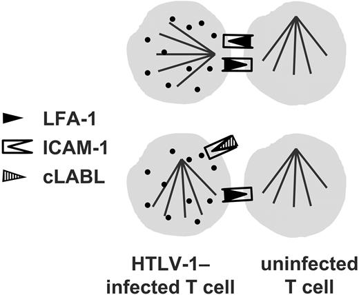 Figure 2. Blocking ICAM-1 on the HTLV-1–infected cell abolishes the preferential microtubule polarization induced by cell contact in an infected cell.