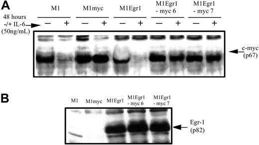 Figure 1. Establishment of M1Egr1-myc cell lines. M1Egr-1 cells were transduced with an MSCV-puro retroviral vector, encoding for a c-myc transgene. Following selection in puromycin (3.5 mg/mL) surviving clones were expanded, as described in “Materials and methods.” Indicated M1 clones were cultured without or with IL-6 (50 ng/mL) for 48 hours and were assessed for c-Myc (A) and Egr-1 (B) protein expression by Western blotting, using appropriate antibodies, as described in “Materials and methods.”