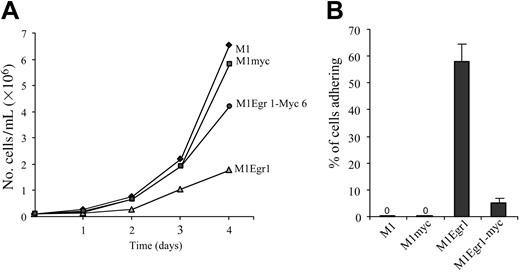 Figure 2. Growth kinetics and adherence of M1, M1myc, M1Egr-1, and M1Egr-1/myc cells. (A) Cells were seeded in DMEM at 0.05 × 106 cells/mL. On the second and third day of the experiment cells were diluted 1:4 to prevent overgrowing. At indicated time points cells were tested for viable cell numbers. Each time point represents the average of 3 experiments, with an SD up to 10% (ie, 40 ± 4). Using the Student t test to compare the different cell types 2 × 2, the difference between M1Egr-1/myc and M1Egr-1 at 4 days was P < .05. (B) Percent cells adhering to the surface of the tissue culture dish was determined 3 days following seeding 0.1 × 106 cells/mL, as previously described.8 Results are the average of 3 experiments done in duplicate, with an SD up to 15%. The difference between M1Egr-1/myc and M1Egr-1 was P < .01.