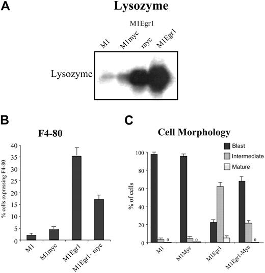 Figure 3. Analysis of differentiation markers in untreated M1, M1myc, M1Egr-1, and M1Egr-1/myc6 cells. (A) Lysozyme expression was determined by Northern blot analysis. Total RNA was extracted from 0.8 × 106 cells, loaded on formaldehyde-agarose gels (10 mg/lane), and transferred to Duralon nylon membranes for analysis, as described in “Materials and methods.” Blots were hybridized with 32P-labeled lysozyme cDNA probe (see “Materials and methods”). This is a representative experiment that was carried out 3 times. (B) F4-80 macrophage-specific antigen expression was assayed by FACS analysis. Cells (2.0 × 106) were incubated with a fluorescein isothiocyanate (FITC)–linked anti–F4-80 antibody, and fluorescence was measured using flow cytometry, as described in “Materials and methods.” Results are the average of 3 experiments, with an SD of up to 15%. The differences between M1 and M1myc were P > .05 (not significant), between M1 and M1Egr-1 P < .01 (significant), between M1 and M1Egr-1/myc P < .05 (significant), and between M1Egr-1 and M1Egr-1/myc P < .05 (significant). (C) Morphologic characteristics of cells were determined counting at least 300 cells from cytospin smears stained with May-Grünwald-Giemsa, scoring the proportion of immature blasts, cells at intermediate stages of differentiation, and mature macrophages (see “Materials and methods”). Results are the average of 3 experiments, with an SD for each cell clone and morphologic type of up to 10%. Using the intermediate stage of differentiation as a measure of differentiation of the untreated population of cells, the differences between M1 and M1myc were P > .1 (not significant), between M1 and M1Egr-1 P < .01 (significant), between M1 and M1Egr-1/myc P < .05 (significant), and between M1Egr-1 and M1Egr-1/myc P < .05 (significant).