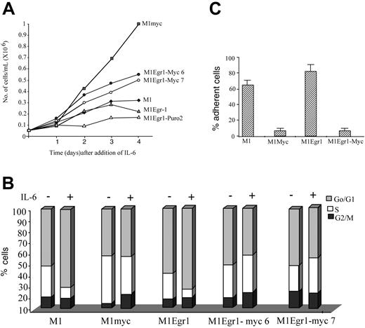 Figure 4. Growth kinetics and cell cycle analysis of M1, M1myc, M1Egr-1, and M1Egr-1/myc (clones 6 and 7) cells treated with IL-6. (A) Cells were seeded at 0.05 × 106 cells/mL with IL-6 (50 ng/mL). At indicated time points viable cell numbers were determined using a hemocytometer (see “Materials and methods”). Results are the average of 3 independent experiments with an SD up to 15%. Applying the Student t test to the day 4 data, the differences between M1myc and either M1Egr-1/myc6 or M1Egr-1/myc7 were P < .05 (significant), between M1Egr-1 and either M1Egr-1/myc6 or M1Egr-1/myc7 P < .05 (significant), and between M1 and M1Egr-1 P > .05 (not significant). (B) Cells were seeded at 0.05 × 106 cells/mL with or without IL-6 (50 ng/mL). After 3 days cell cycle analysis was performed using FACS analysis, as described in “Materials and methods.” This is a representative experiment, which was repeated a total of 4 times. (C) Percent cells adhering to the surface of the tissue culture dish was determined 3 days following seeding 0.05 × 106 cells/mL in the presence of IL-6 (50 ng/mL). Results are the average of 3 experiments, with an SD up to 15%. The differences between M1myc and M1Egr-1/myc were P > .1 (not significant), between M1 and M1myc P < .05 (significant), between M1 and M1Egr-1/myc P < .05 (significant), and between M1 and M1Egr-1 P > .05 (not significant).