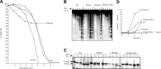Figure 6. Analysis of differentiation associated apoptosis of M1, M1myc, M1Egr-1, and M1Egr-1/myc cells following treatment with IL-6. Cells were seeded at 0.05 × 106 cells/mL with or without IL-6 (50 ng/mL). At indicated time points cells were analyzed as indicated. Because M1myc cells treated with IL-6 continue to proliferate, it was necessary to split the cell culture on days 3, 5, and 7. (A) Cell viability was assessed by trypan blue dye exclusion using a hemocytometer, as described in “Materials and methods.” Results are the average of 3 independent experiments yielding similar results, with an SD up to 10%. (B) DNA fragmentation was determined as indicated in “Materials and methods.” DNA samples were resolved on a 2% agarose gel and assessed for fragmentation. Results shown are representative of 3 independent experiments. (C) Analysis of PARP cleavage was determined as indicated in “Materials and methods.” This is a representative experiment that was carried out 3 times. (D) Caspase 8 activity was determined using the ApoAlert FLICE assay (Clontech), as described in “Materials and methods.” Results are the average of 3 independent experiments, with SDs less than 10% for each sample.