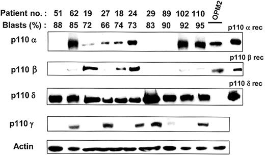 Figure 1. Expression of p110 isoforms in leukemic blasts from patients with AML. Expression of class IA (p110α,-β and -δ) and class IB (p110γ) catalytic subunits of PI3K was tested in leukemic blasts of 21 patients showing a constitutive activation of PI3K. Results from the 10 patients described in Table 1 are presented. Blast analysis of the other patients gave similar results. Proteins from 106 cells were separated by sodium dodecyl sulfate–polyacrylamide gel electrophoresis (SDS-PAGE) and analyzed by Western blot using antibodies specific for the various isoforms of p110. p110α and p110β antibodies were from Cell Signaling Technology (Beverly, MA). p110δ antibodies have been described previously18 and p110γ antibodies were provided by Dr R. Wetzker.19 Purified recombinant p110 proteins and cell lysates from 106 OPM2 cells were used as controls. Western blot using antiactin antibodies (Sigma, St Louis, MO; cat number A5441) was used to assess equal loading of the samples.