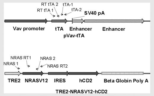 Figure 1. Diagram of transgenes. The Vav-tTA transgene consists of the 2.3-kb Vav promoter region, the tTA sequence, and 2 enhancer regions of 0.7 and 3.7 kb. The tetracycline-responsive transgene is composed of TRE2, the human NRAS coding sequence containing a G>V mutation at codon 12, then the EMCV IRES and a truncated human CD2 lacking the intracellular signaling portion of the molecule. Arrows indicate primer annealing sites for PCR and RT-PCR.