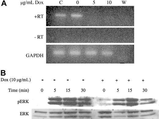 Figure 7. Repression of transgene expression in vitro with doxycycline. (A) Cryopreserved spleen cells from affected animals were incubated 80 hours with doxycycline (Dox) at the indicated concentrations. Total RNA was extracted, DNase-treated and NRAS RT-PCR was performed with (+RT) and without (-RT) reverse transcriptase. GAPDH RT-PCR was performed on the same samples to verify integrity and loading. (B) Cultured cells were split, and half were treated with doxycycline for 24 hours. Treatment was continued while cells were serum starved overnight and then stimulated with 5 ng/mL SCF for the times indicated. Lysates were harvested on ice, and Western blot analysis was performed for p-ERK. The blot was stripped and reprobed for total ERK1 to verify equivalent loading.