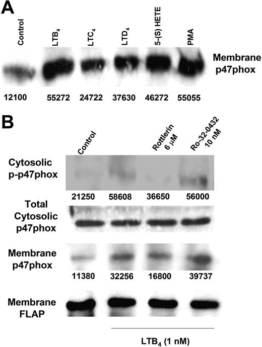 Figure 5. LTB4 elicits translocation and phosphorylation of p47phox in a PKC-δ-dependent manner. (A) Rat AMs (4 × 106/well) were stimulated with 1 nM LTB4, 100 nM LTC4, 100 nM LTD4, and 1000 nM 5(S)-HETE or 10 nM PMA for 5 minutes and then were harvested and fractionated as described in “Materials and methods.” Immunoblotting of membrane fractions was performed using anti-p47phox (1:500). Results are representative of those from 3 experiments. (B) Rat AMs (4 × 106/well) were pretreated with 10 nM RO32-0432 (PKC-α inhibitor), 6 μM rottlerin (PKC-δ inhibitor), or vehicle control for 20 minutes, stimulated with 1 nM LTB4 for 5 minutes, and then harvested and fractionated as described in “Materials and methods.” The cytosolic fraction was immunoprecipitated, and immunoprecipitated protein was immunoblotted using antiphosphoserine (1:900). The total cytosolic fraction and the membrane fraction were probed for total p47phox (1:500). Results are representative of those from 2 experiments. Densitometry analysis is from phosphorylated p47phox or membrane-translocated p47phox. In all instances, density values of bands were corrected by subtraction of the background values. Numbers under lanes indicate relative density of phosphorylated or membrane-translocated p47phox. To ensure equal protein loading, blots were stripped and reprobed for FLAP.