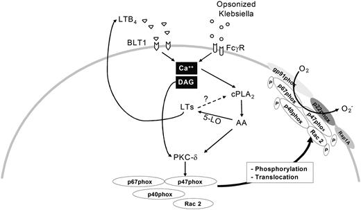 Figure 7. Proposed model of NADPHox activation by LTB4. Either binding of IgG-coated targets with the FcγR or ligation of BLT1 by LTB4 results in increased levels of intracellular Ca++ and diacylglycerol (DAG). Ca++ activates cPLA2 activity, which results in enhanced AA release and subsequent generation of LTs. LTB4 stimulates PKC-δ through an unknown mechanism, whereas DAG directly activates this enzyme. Once activated, PKC-δ induces phosphorylation and translocation of p47phox to the plasma membrane, generating ROIs. LTs may also act indirectly by increasing cPLA2 activity (dashed line and question mark).