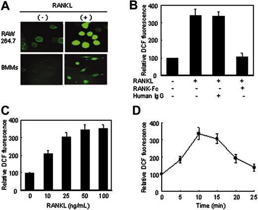 Figure 1. RANKL-induced ROS production in RAW264.7 cells and BMM cells. (A) RAW264.7 cells and BMM cells were preloaded with DCFH-DA and treated with RANKL (50 ng/mL) for 10 minutes. DCF fluorescence was measured with a confocal laser-scanning microscope as described in “Assay of intracellular ROSs.” Representative microscopic fields are shown. (B) A soluble form of RANK-Fc inhibits ROS production. BMM cells were pretreated for 60 minutes with 10 μg/mL human immunoglobulin G (IgG) or 5 μg/mL RANK-Fc, then stimulated for 10 minutes with RANKL (50 ng/mL). The production of ROSs was assayed as in panel A. Data are expressed relative to the value for nonstimulated cells. (C-D) BMM cells were stimulated with increasing concentrations of RANKL for 10 minutes (C) or with 50 ng/mL RANKL for different time intervals (D), and the production of ROSs was assayed as in panel A. Results are representative of at least 3 independent sets of similar experiments (A-D). Data are expressed as means ± SDs of triplicates.
