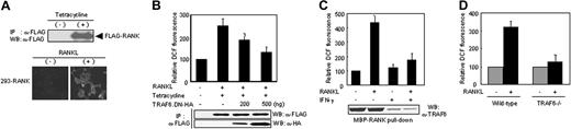 Figure 2. TRAF6 is required for RANKL-induced ROS production. (A) Characterization of tetracycline-regulated RANK-expressing 293 cells (293-RANK). Cell lysates (50 μg total protein) from cultures with (+) or without (–) 1 μg/mL tetracycline for 8 hours were prepared and incubated with anti-FLAG mAb. Immunoprecipitates (IPs) were analyzed by Western blotting (WB) to detect FLAG-RANK (top). 293-RANK cells induced with tetracycline were incubated for 10 minutes with (+) or without (–) RANKL (50 ng/mL), after which DCF fluorescence was measured as described in Figure 1A (bottom). (B) Effects of TRAF6.DN on RANKL-induced ROS production in 293-RANK cells. 293-RANK cells were transfected with expression constructs for TRAF6.DN (289-530)–HA as indicated. After 24 hours, the transfected cells were treated with tetracycline and further incubated for 8 hours, and then stimulated with RANKL (50 ng/mL) for 10 minutes. The production of ROSs was assayed as in Figure 1A. Immunoprecipitates were analyzed by Western blotting to detect FLAG-tagged RANKL and HA-tagged TRAF6.DN. (C) Effect of interferon-γ (IFN-γ) on ROS production. BMM cells were pretreated with 100 U/mL IFN-γ for 24 hours, and then stimulated with RANKL (50 ng/mL) for 10 minutes. The production of ROSs was assayed on the basis of DCF fluorescence as in Figure 1A. The level of TRAF6 was detected by pull-down with MBP-RANK fusion proteins (2 μg each) followed by Western blotting with polyclonal TRAF6 Ab. (D) Impairment for ROS production in splenic osteoclast precursors from TRAF6–/– mice. Wild-type or TRAF6–/– splenocytes were cultured in the presence of 10 ng/mL M-CSF, and then incubated for 10 minutes with (+; ▪) or without (–; ▦) RANKL (50 ng/mL). The production of ROSs was assayed as in Figure 1A. Results are representative of at least 3 independent sets of similar experiments (A-D). Data are expressed as means ± SDs of triplicates.