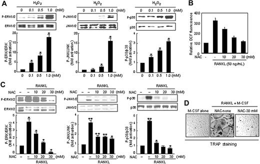 Figure 3. Effects of N-acetylcysteine (NAC) on RANKL-induced ROS production, MAP kinase activation, and osteoclastogenesis. (A) BMM cells were treated with exogenous H2O2 in the indicated concentrations. Phosphorylated forms of ERK1/2 (P-ERK1/2), JNK1/2 (P-JNK1/2), and p38 MAP kinase (MAPK; P-p38) in whole-cell extracts were detected with phosphopeptide-specific Abs. The membranes were striped and probed with Abs against ERK1/2, JNK1/2, and p38 MAPK as indicated to confirm that similar amounts of whole-cell extracts were analyzed. Protein bands were quantified by densitometry, and levels of phosphorylated MAPK were normalized to levels of MAPK, respectively. The fold increase in the stimulated cells compared with untreated cells is shown. Data represent the means ± SDs of at least 3 independent experiments. *P < .05. (B) RAW264.7 cells were pretreated with increasing doses of NAC as indicated for 60 minutes. Cells were then treated with 50 ng/mL RANKL and further incubated for 10 minutes, and ROS was assayed as in Figure 1A. (C) As in panel A, except that NAC was used instead of H2O2. *P < .05; **P < .005. (D) Inhibitory effects of NAC on osteoclastogenesis in BMM cells. BMM cells were incubated with RANKL and M-CSF in the absence or presence of NAC (30 mM). On day 5, cells were fixed and stained for TRAP. TRAP-positive cells appeared as red cells (original magnification, × 100). Formation of TRAP-positive multinucleated cells (MNCs) was inhibited by NAC treatment.